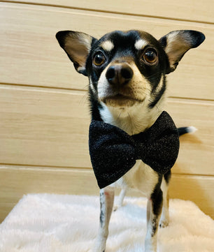 Pawgy Pets Party wear Bowtie: Black for Dogs & Cats