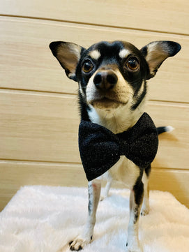 Pawgy Pets Party wear Bowtie: Black for Dogs & Cats