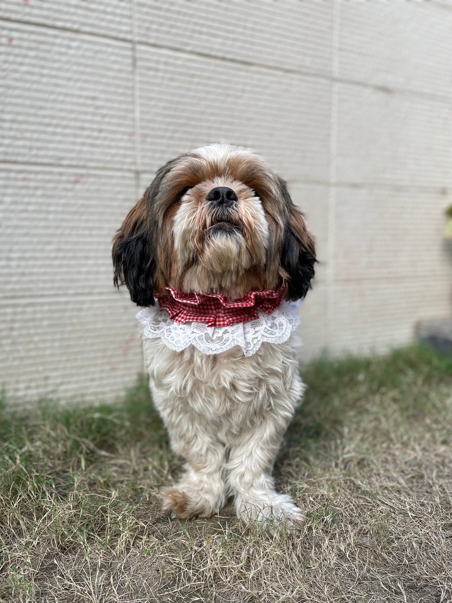 Pawgy Pets Frilly Bandana:Red for Dogs & Cats