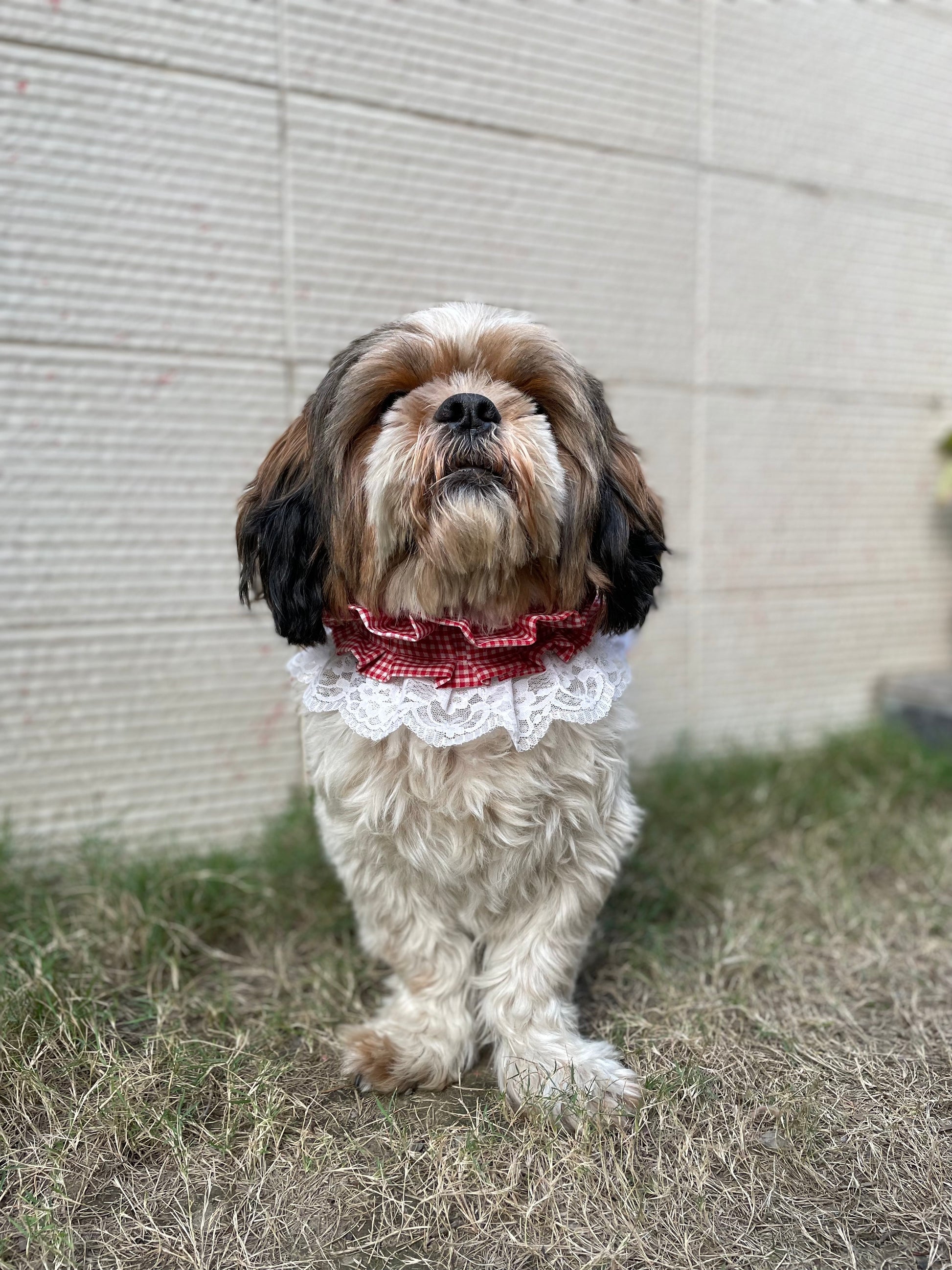 Pawgy Pets Frilly Bandana:Red for Dogs & Cats