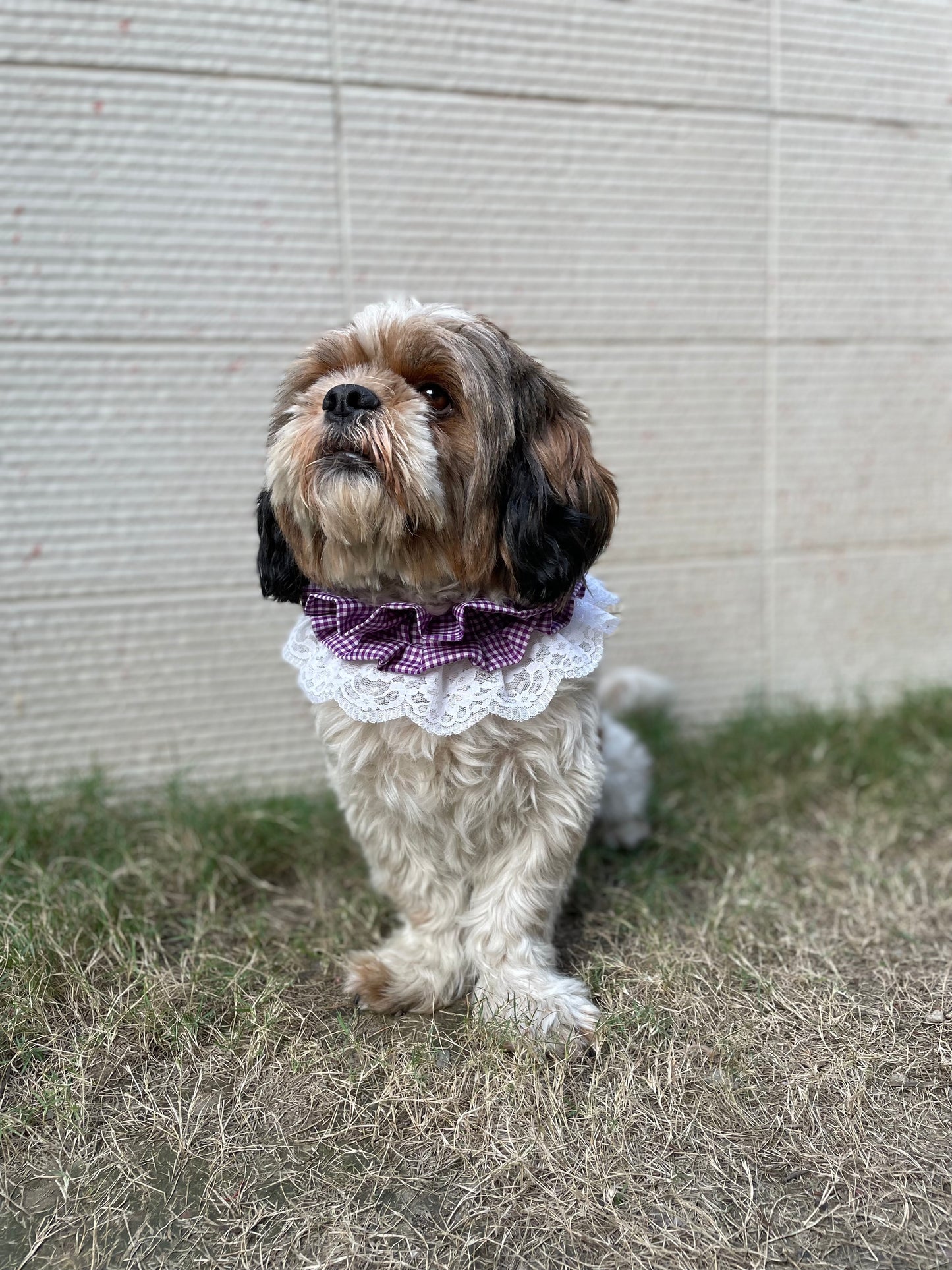 Pawgy Pets Frilly Bandana: Purple for Dogs & Cats