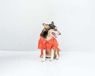 Pawgy Pets Occasion wear Dress Red for Dogs