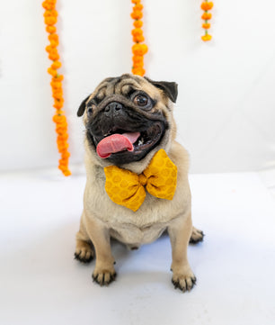 Pawgy Pets Occasion wear Bowtie: Yellow for Dogs & Cats