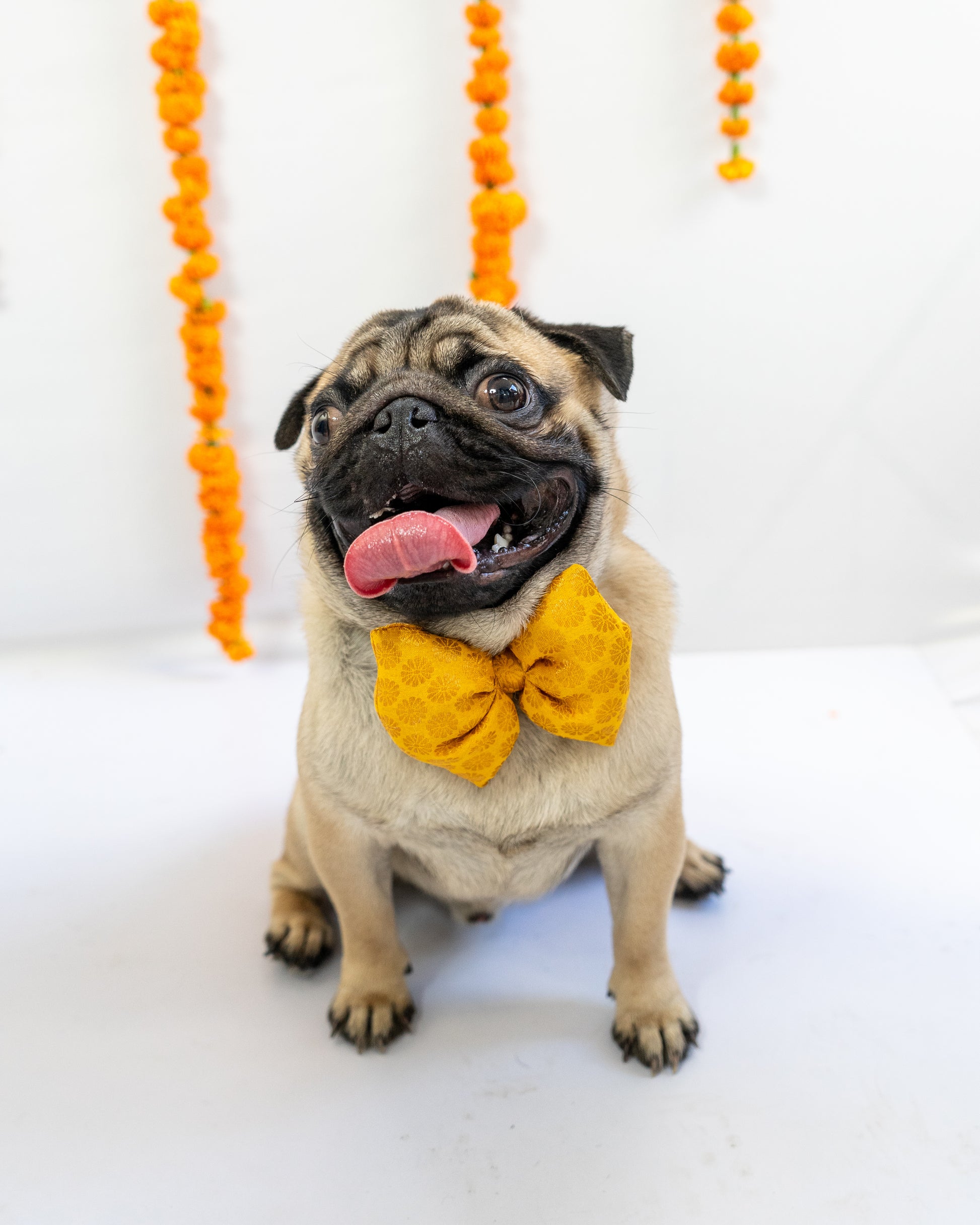 Pawgy Pets Occasion wear Bowtie: Yellow for Dogs & Cats