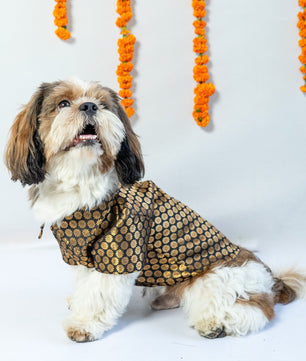 Pawgy Pets Occasion wear Shirt: Black for Dogs