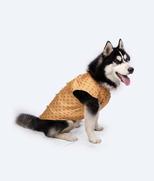 Pawgy Pets Sherwani Golden for Dogs