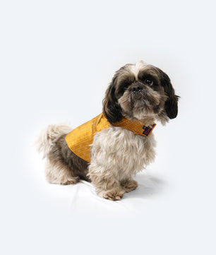 Pawgy Pets Strapy Sherwani Mustard for Dogs