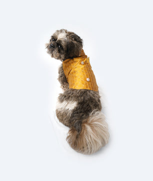 Pawgy Pets Strapy Sherwani Mustard for Dogs