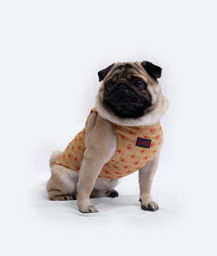 Pawgy Pets Sherwani Golden for Dogs