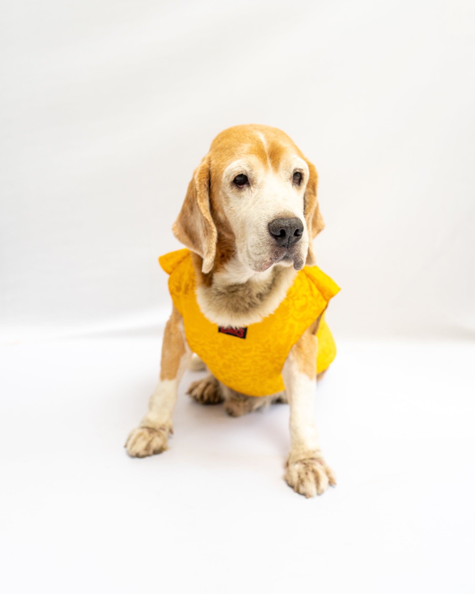 Pawgy Pets Sherwani Yellow for Dogs