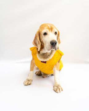 Pawgy Pets Sherwani Yellow for Dogs