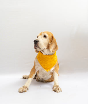 Pawgy Pets Occasion wear bandana Yellow for Dogs & Cats