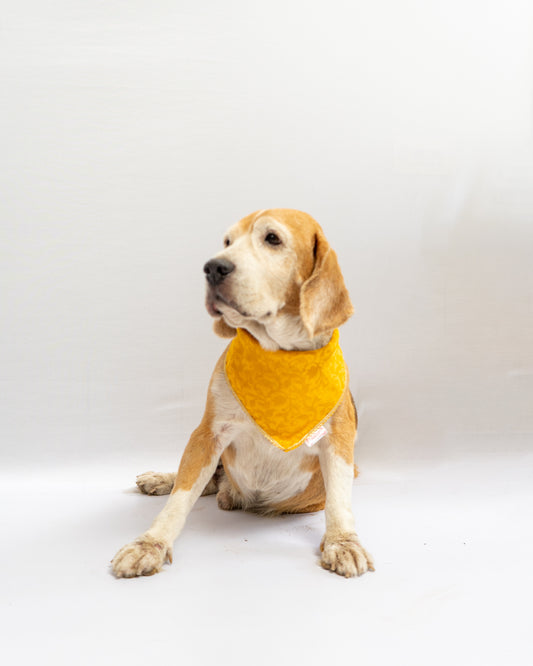 Pawgy Pets Occasion wear bandana Yellow for Dogs & Cats