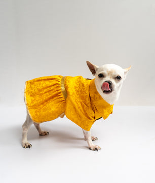 Pawgy Pets Occasion wear Dress Yellow for Dogs