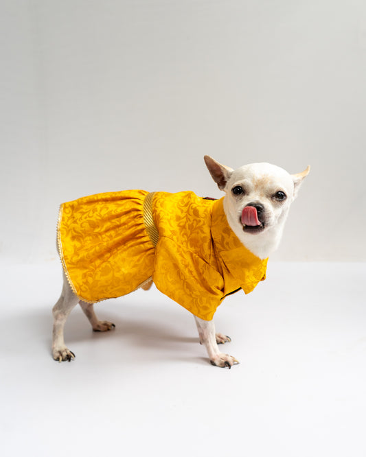 Pawgy Pets Occasion wear Dress Yellow for Dogs