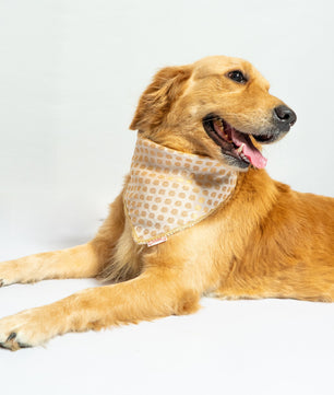 Pawgy Pets Occasion wear bandana White for Dogs & Cats