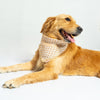 White Occasion Wear Bandana | For Dogs & Cats | Pawgy Pets