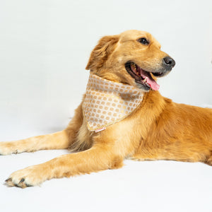 White Occasion Wear Bandana | For Dogs & Cats | Pawgy Pets
