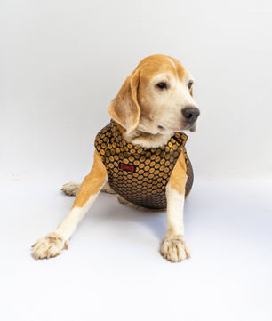 Pawgy Pets Sherwani Black for Dogs