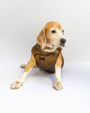 Black Sherwani | For Dogs | Pawgy Pets