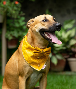 Pawgy Pets Occasion wear Bow Bandana Yellow for Dogs & Cats