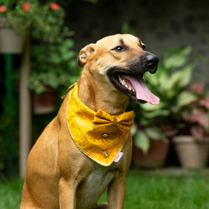 Yellow Occasion Wear Bow Bandana | For Dogs & Cats | Pawgy Pets