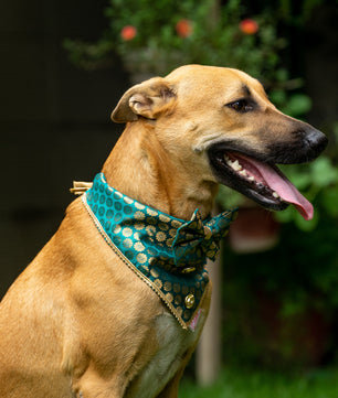 Pawgy Pets Occasion wear Bow Bandana Teal blue for Dogs & Cats