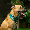 Teal Blue Occasion Wear Bow Bandana | For Dogs & Cats | Pawgy Pets