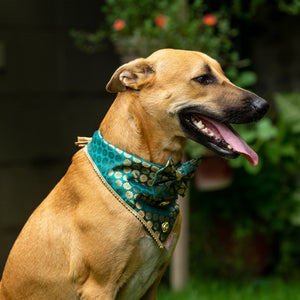 Teal Blue Occasion Wear Bow Bandana | For Dogs & Cats | Pawgy Pets