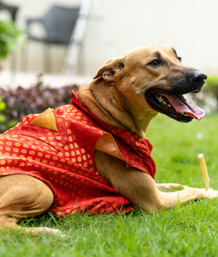 Pawgy Pets Sherwani Red for Dogs