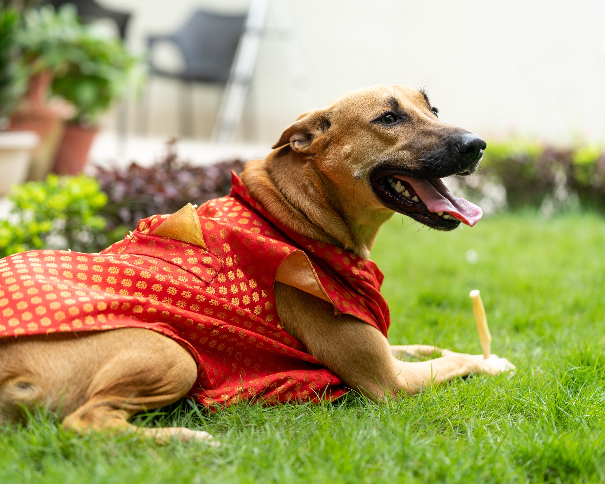 Pawgy Pets Sherwani Red for Dogs