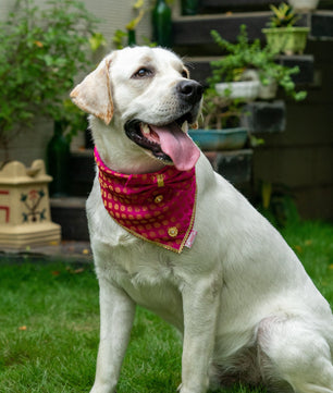 Pawgy Pets Occasion wear Bow Bandana Pink for Dogs & Cats