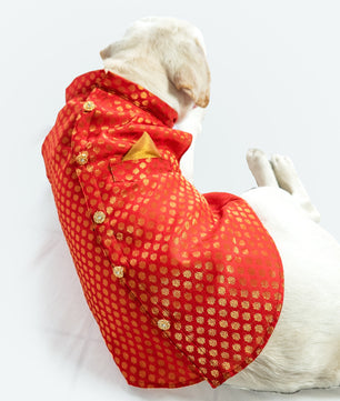 Pawgy Pets Sherwani Red for Dogs
