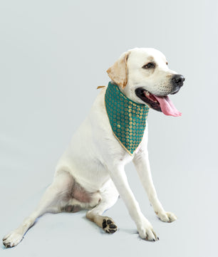 Pawgy Pets Occasion wear bandana Teal blue for Dogs & Cats