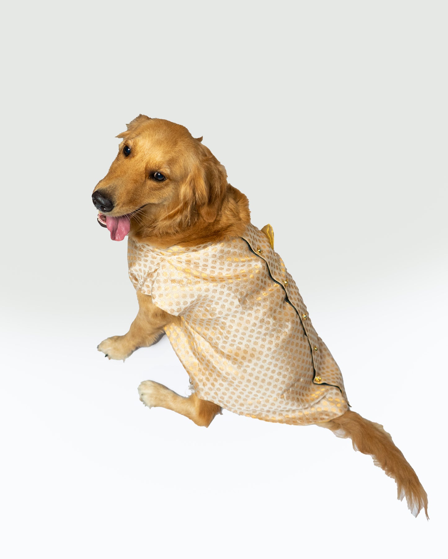 White Sherwani | For Dogs | Pawgy Pets