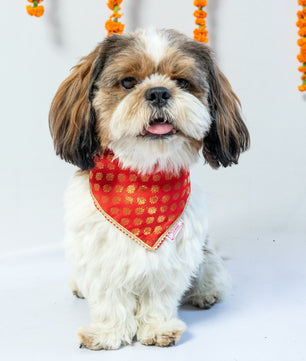Pawgy Pets Occasion wear bandana Red for Dogs & Cats