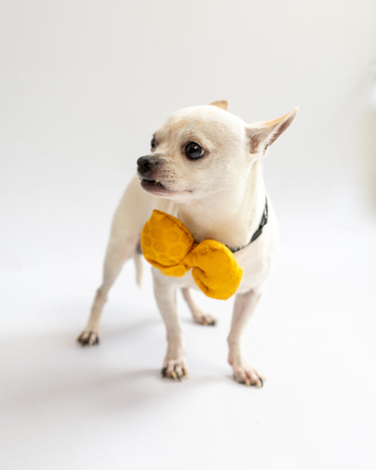 Pawgy Pets Occasion wear Bowtie: Yellow for Dogs & Cats