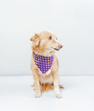 Pawgy Pets Occasion wear bandana Purple for Dogs & Cats