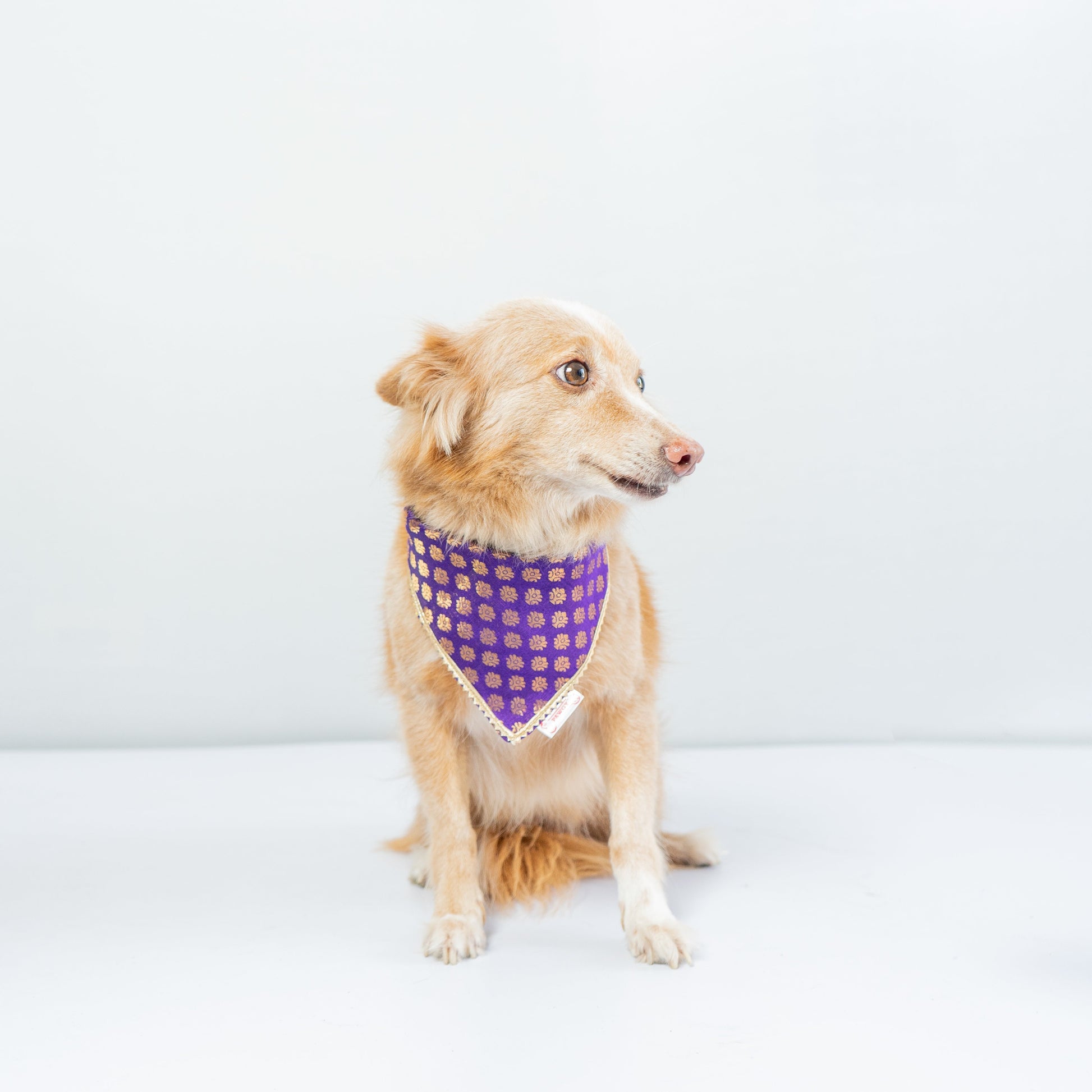Pawgy Pets Occasion wear bandana Purple for Dogs & Cats