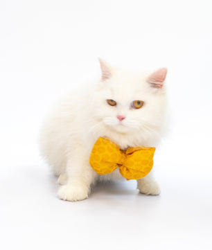 Pawgy Pets Occasion wear Bowtie: Yellow for Dogs & Cats