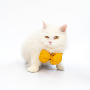 Yellow Occasion Wear Bowtie | For Dogs & Cats | Pawgy Pets