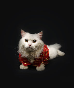 Pawgy Pets Red Gota Shirt for Dogs