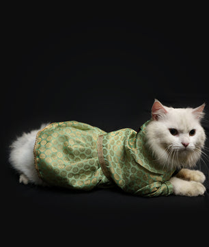 Pawgy Pets Occasion wear Dress Pista Green for Dogs