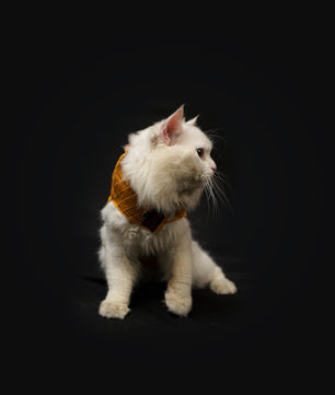 Pawgy Pets Strapy Sherwani Mustard for Dogs
