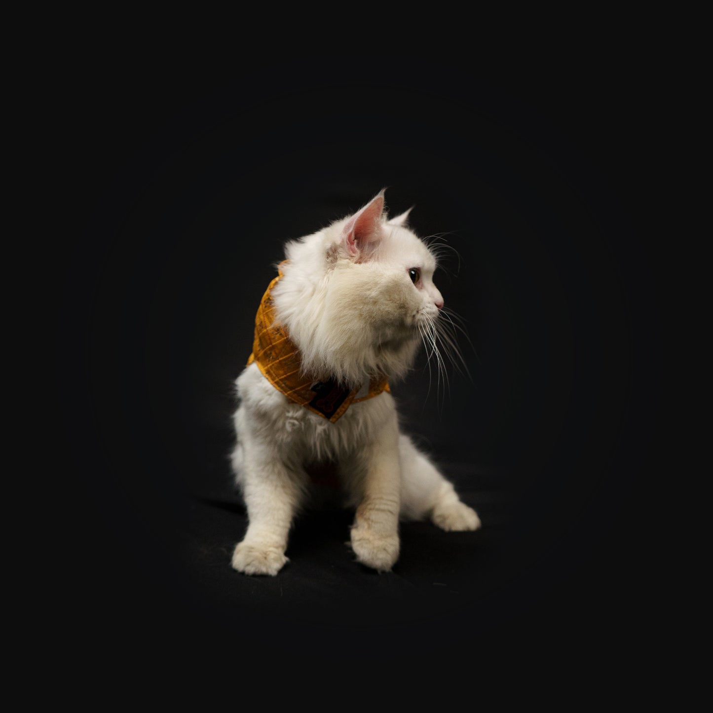 Mustard Strappy Sherwani | For Dogs | Pawgy Pets
