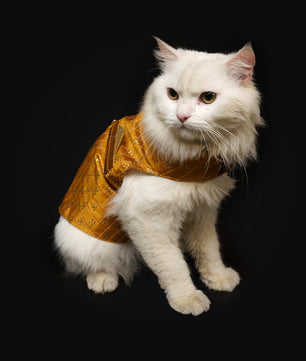 Pawgy Pets Strapy Sherwani Mustard for Dogs