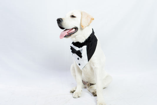 Pawgy Pets Tuxedo Bandana: Black for Dogs & Cats
