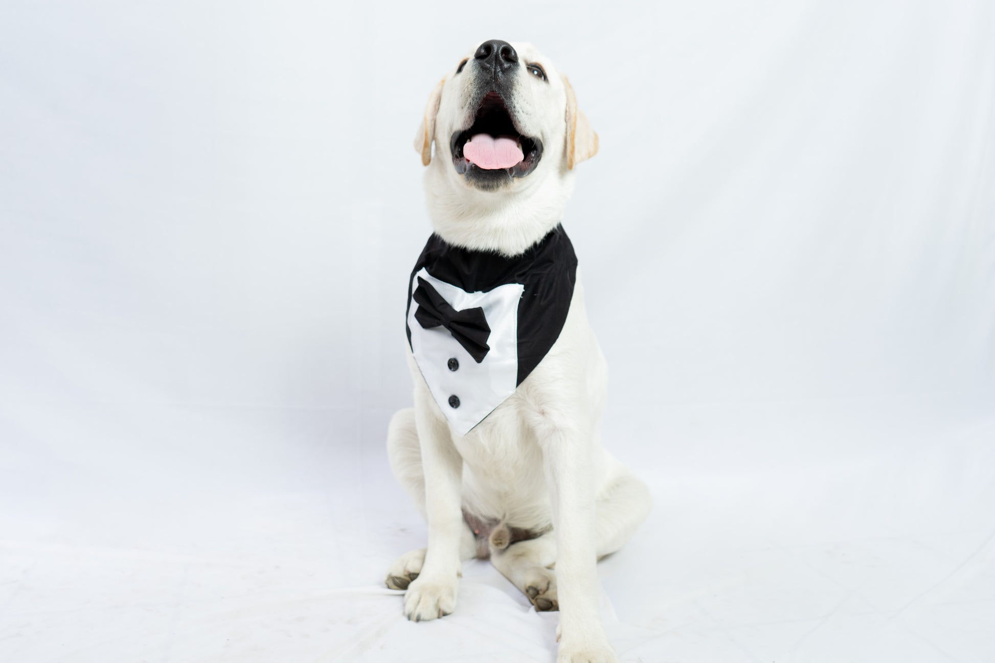 Pawgy Pets Tuxedo Bandana: Black for Dogs & Cats