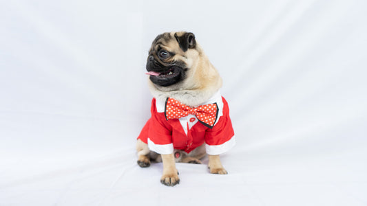 Pawgy Pets Tuxedo: Red for Dogs & Cats