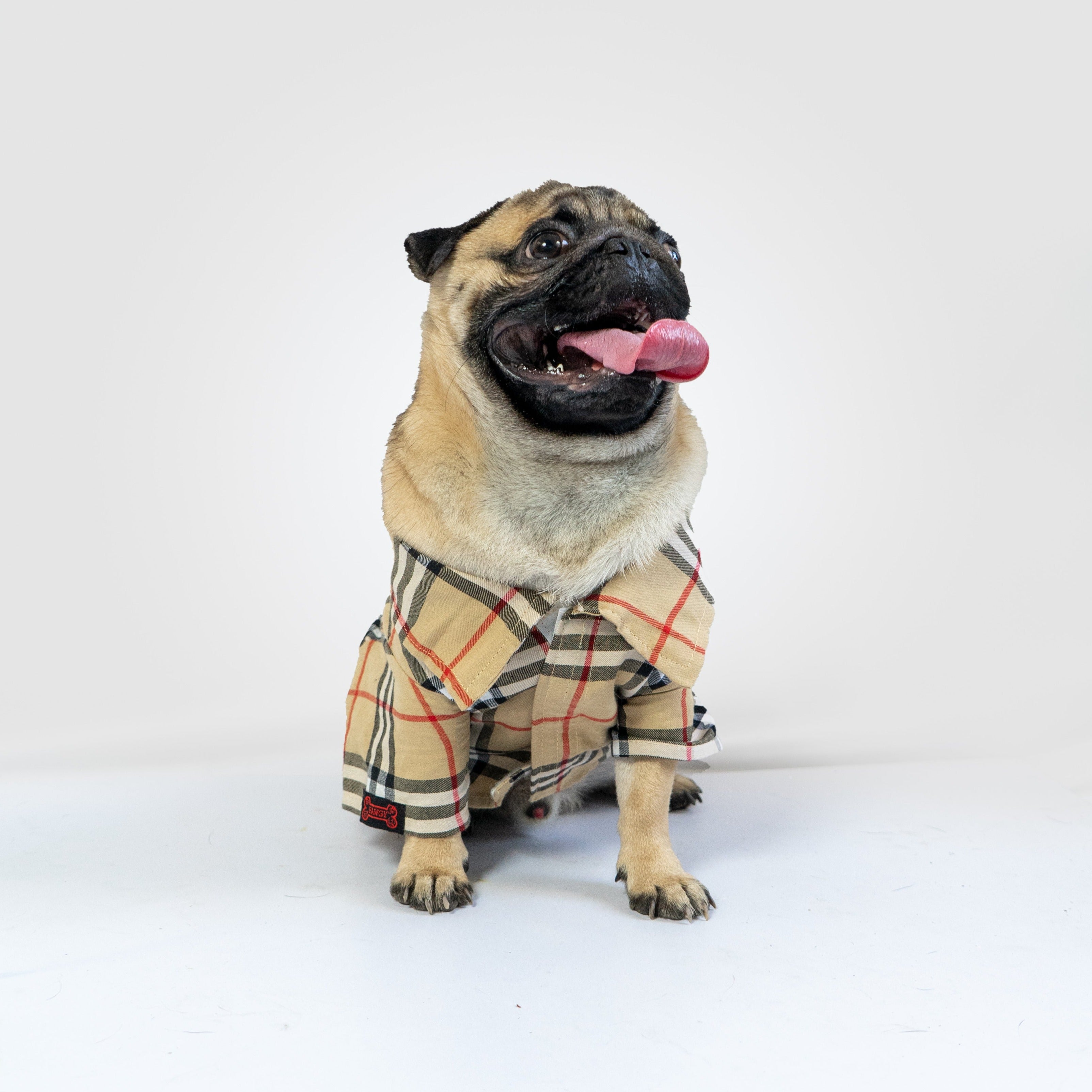 Dog burberry outlet shirt